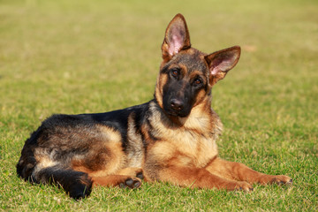 German Shepherd Dog