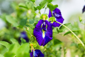 Closeup Butterfly pea flowers on green leaf background.