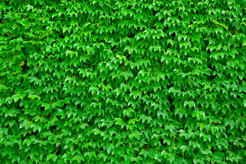 Green leaves background