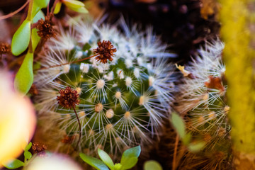 Cactus