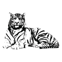 Hand drawn wild tiger. vector illustration