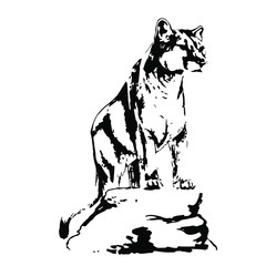 Hand drawn wild puma. vector illustration