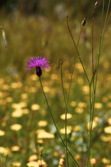 Purple wildflower in yellow wildflower field