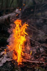 Burning wood at evening in the forest. Campfire at touristic camp at nature. Barbeque and cooking outdoor fresh air. Flame and fire sparks on dark abstract background. Concept of safety and