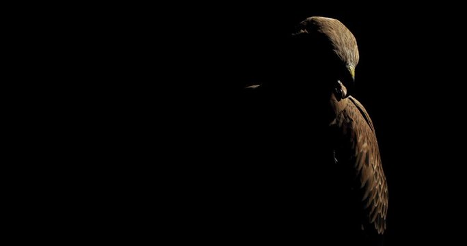 Silhouette of a wild predatory bird, hawk with brown feathers, 4k