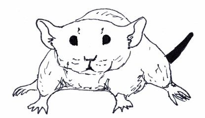 The rat is sitting. Linear illustration on a white background.