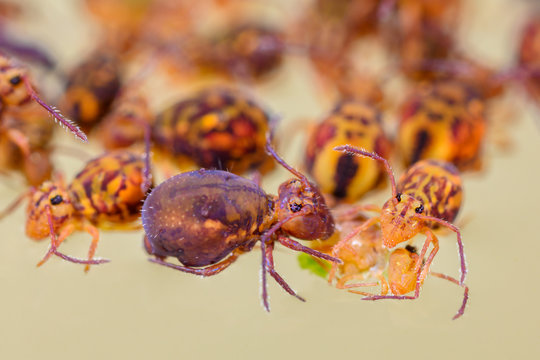 Kugelspringer Ansammlung auf Wasseroberfl&auml;che
