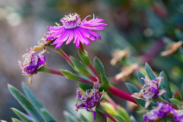 Fleur, plante grasse