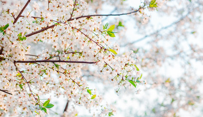 Selective focus beautiful cherry blossom in the garden against the blue sky.