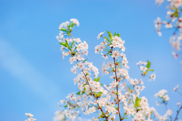 Selective focus beautiful cherry blossom in the garden against the blue sky.
