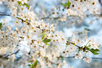 Selective focus beautiful cherry blossom in the garden against the blue sky.