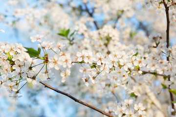 Selective focus beautiful cherry blossom in the garden against the blue sky.