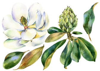 Watercolor flower, branch of white magnolia with green leaves, bud of magnolia, hand drawn illustration. Stock illustration for design, wedding invitations, greeting cards, postcards. - obrazy, fototapety, plakaty
