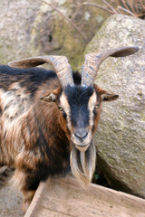Brown and black male American Pygmy achondroplastic goat, also called 'Capra aegagrus hircus'