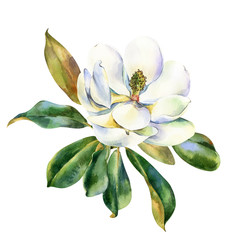 Watercolor flower, branch of white magnolia with green leaves, hand drawn illustration. Stock illustration for design, wedding invitations, greeting cards, postcards, kitchen and save the date.