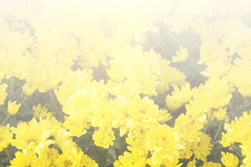 Obraz na płótnie Canvas Floral background blooming in pastel tones