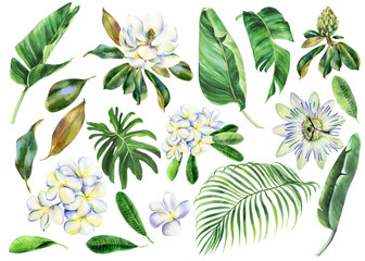 Set of white watercolor flowers, branch of plumeria, magnolia, passiflora with green leaves, frangipani, passion flower, banana palm, palm tree, hand drawn jungle illustration. Stock illustration.