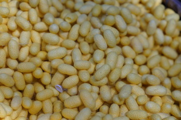 Nakhon Ratchasima,Thailand-December 7, 2019: Cocoons of silkworms or Bombyx mori