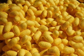 Nakhon Ratchasima,Thailand-December 7, 2019: Cocoons of silkworms or Bombyx mori