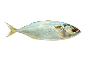 tuna fish isolated on white background