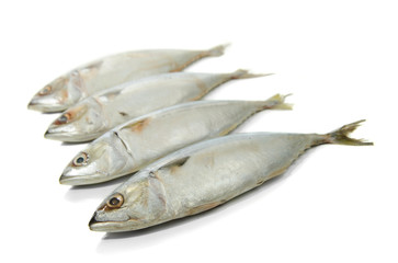 tuna fish isolated on white background