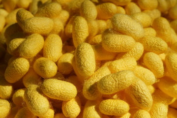 Nakhon Ratchasima,Thailand-December 7, 2019: Cocoons of silkworms or Bombyx mori
