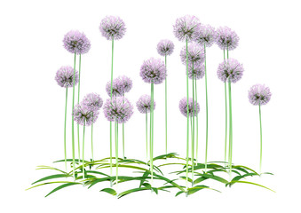 3D Rendering Allium Flowers on White