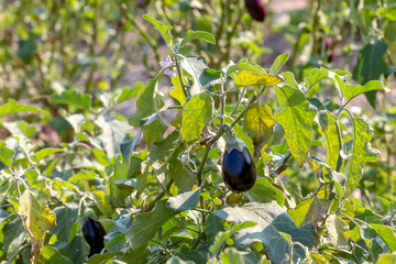 Growing aubergines in garden beds
