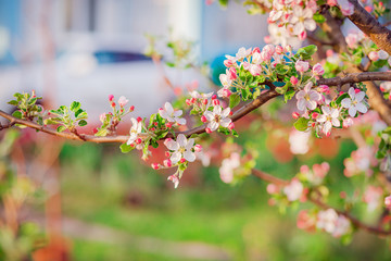Close up of blooming buds of apple tree in the garden. Blooming apple orchard in spring sunset.