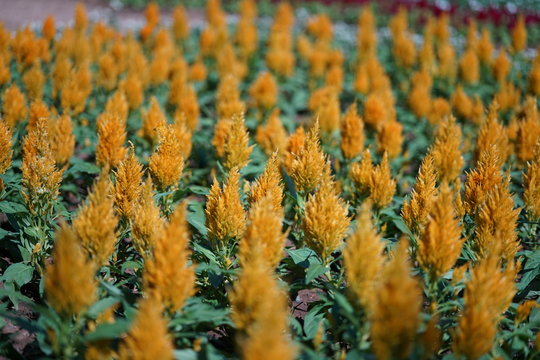 Nakhon Ratchasima,Thailand-December 7, 2019: Plumed Cockscomb Or Celosia Argentea Or Feathery Amaranth In A Garden