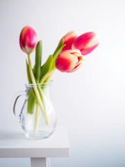 Frische rosa Tulpen in einer Glasvase auf einem weißen Hocker, weißer Hintergrund, Frühling