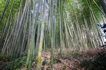 Arashiyama Bamboo Forest famous place in Kyoto