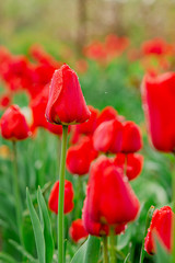 Obraz premium One red tulip focus on blurred tulip field background.