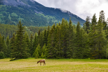A brown elk eating grass on a field of wild white flowers in a national park surrounded by tall green pine trees and a rocky mountain in the background on a cloudy day.