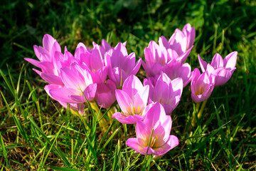 Fototapeta premium Beautiful purple crocus flowers in sunlight. Gardening. Close-up.