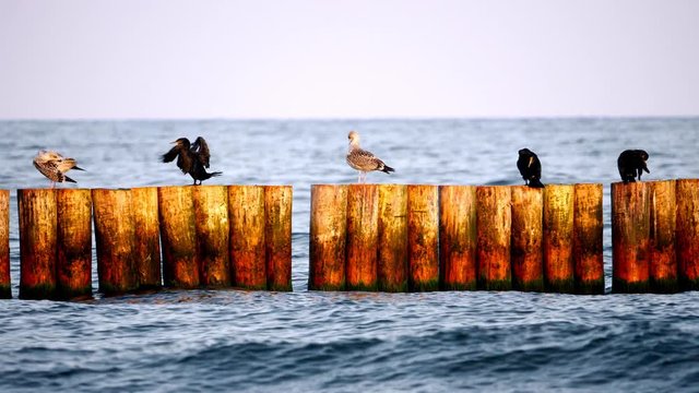 Kormorany i inne ptaki nad brzegiem morza bałtyckiego pod koniec lata