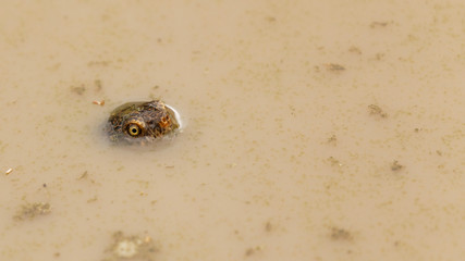 Tiny terrapin peeking from murky water
