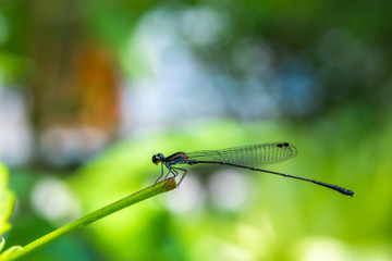 Dragonfly on branch of tree in the garden.