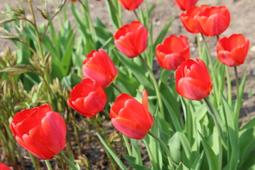Тюльпаны