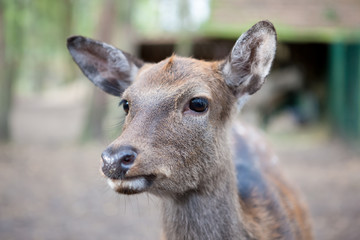 Portrait eines Rehkitz