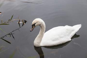 Höckerschwan schwimmt in einem See