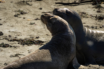 Pair of Northern Elephant Seals in California