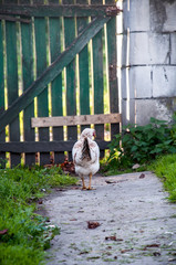 kura wieś podwórko  © Wiktor