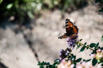 oregano kwiat ogród