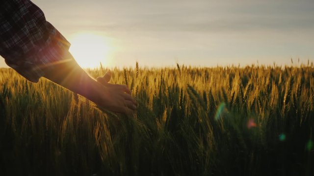 Farmer's palm over ripe wheat ears