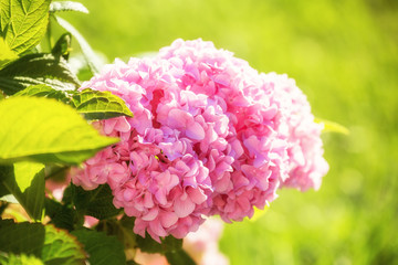 Pink hydrangea