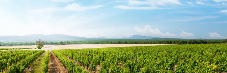 Gordijnen Landschap van wijngaard © karandaev