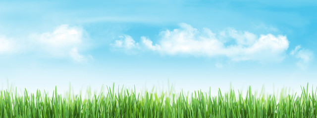Fototapeta na wymiar Abstract sunny grass and sky backdrop