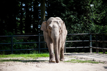 słoń zwierze zoo dzikie zwierze