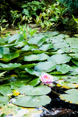 Nenufary Photos Royalty Free Images Graphics Vectors Videos